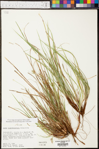 Carex nigromarginata image