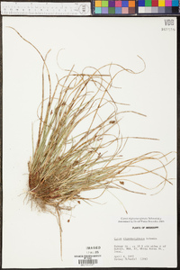 Carex nigromarginata image