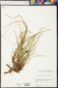 Carex nigromarginata image