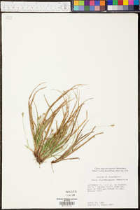 Carex nigromarginata image