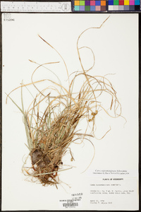 Carex nigromarginata image