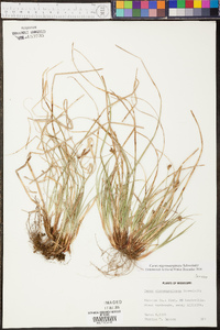 Carex nigromarginata image