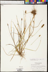 Carex muehlenbergii var. enervis image