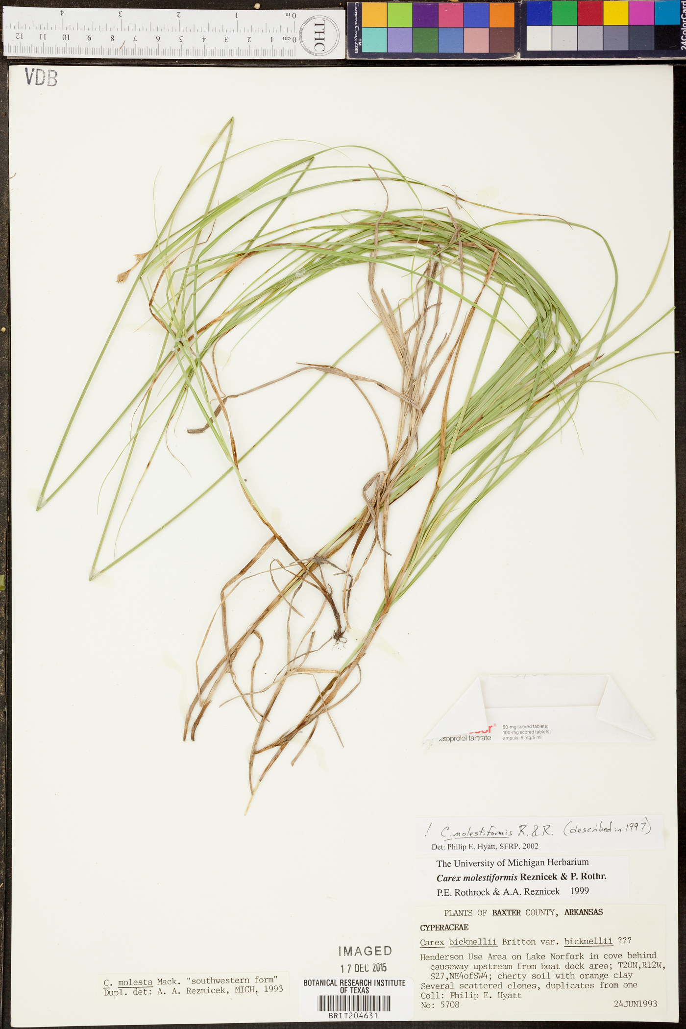 Carex molestiformis image