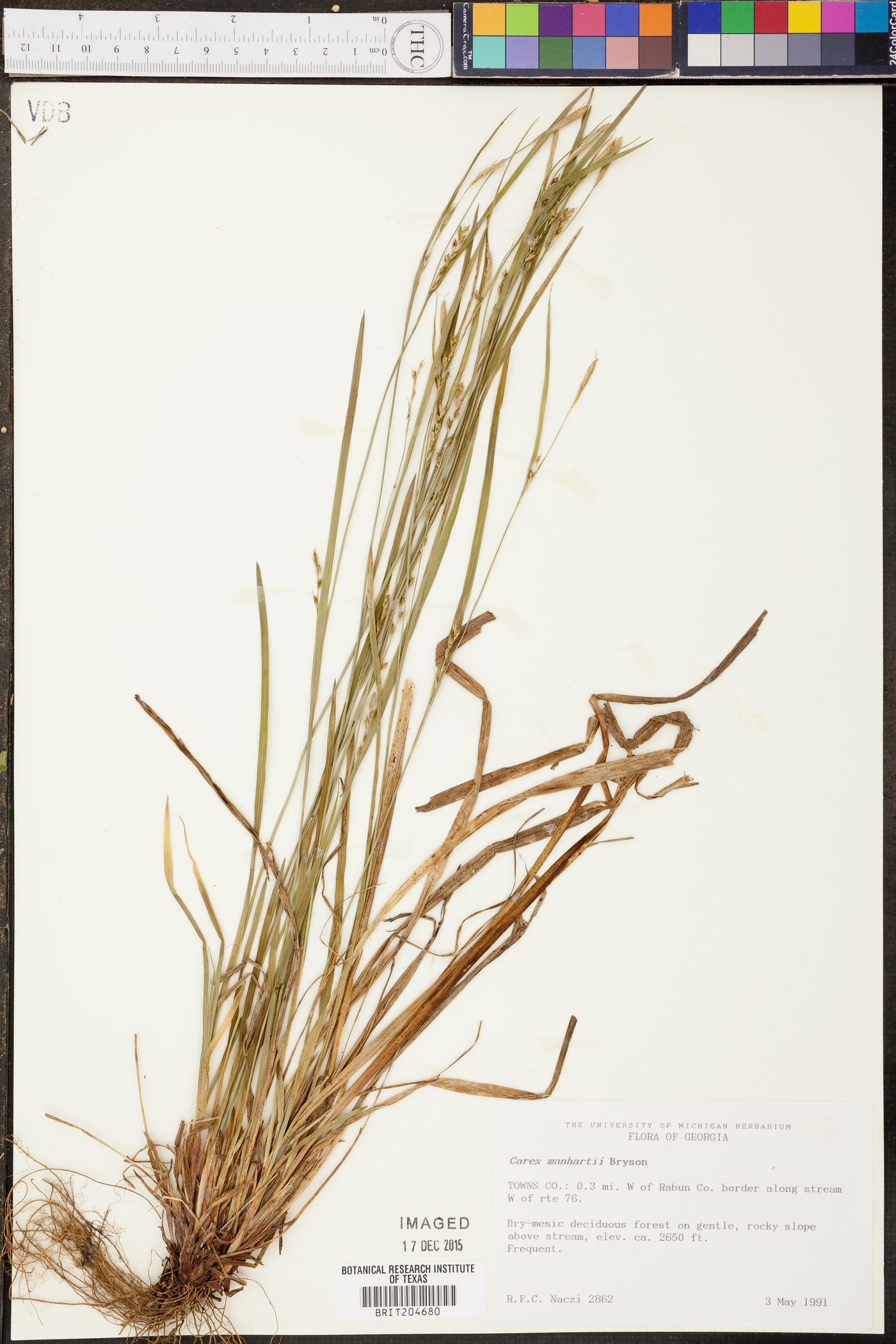 Carex manhartii image