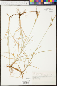 Carex meadii image