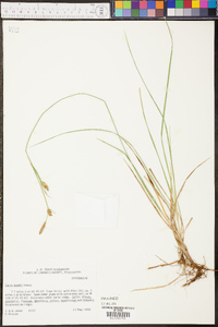 Carex meadii image