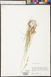 Carex meadii image