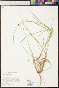 Carex meadii image