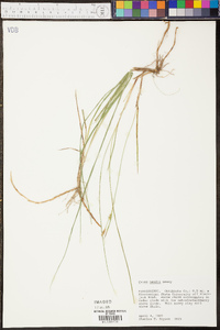 Carex meadii image