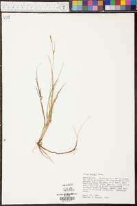 Carex meadii image