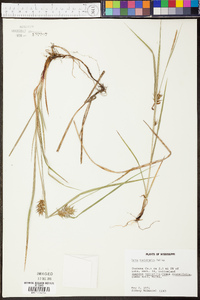 Carex louisianica image