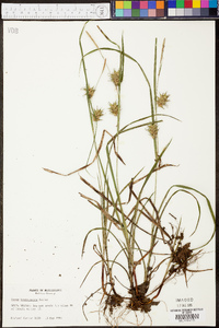 Carex louisianica image