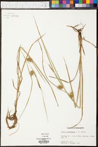 Carex louisianica image