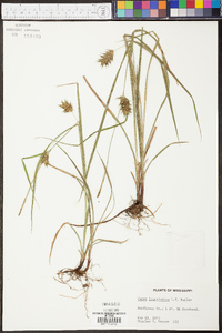 Carex louisianica image