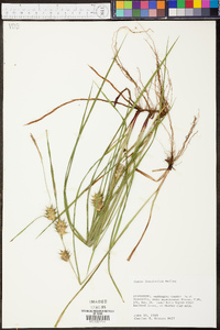 Carex louisianica image