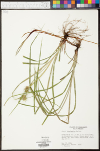 Carex louisianica image