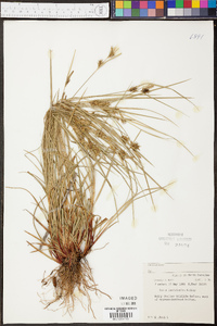 Carex louisianica image