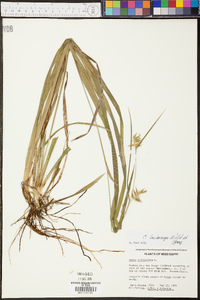 Carex lonchocarpa image