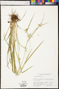 Carex lonchocarpa image