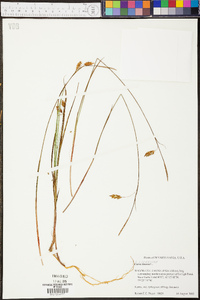 Carex limosa image