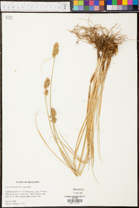 Carex oklahomensis image