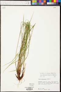 Carex oligocarpa image