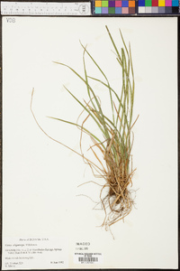 Carex oligocarpa image