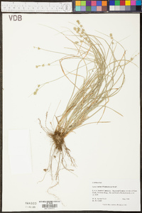 Carex radiata image