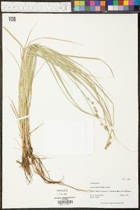 Carex radiata image