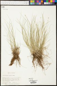 Carex radiata image