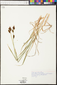 Carex raynoldsii image