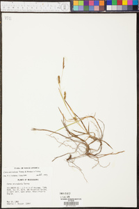 Carex microdonta image