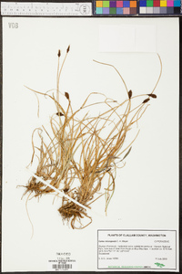 Carex micropoda image