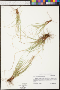 Carex microrhyncha image