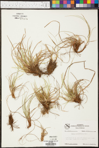 Carex microrhyncha image