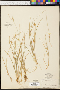 Carex oederi var. pumila image
