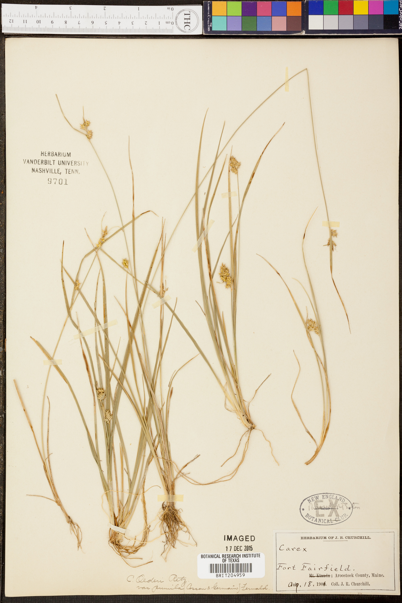 Carex oederi var. pumila image