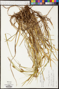 Carex microdonta image