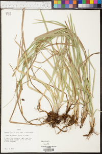 Carex microdonta image