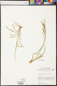 Carex microdonta image