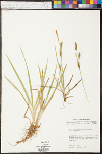 Carex microdonta image