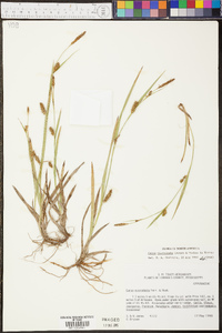 Carex microdonta image