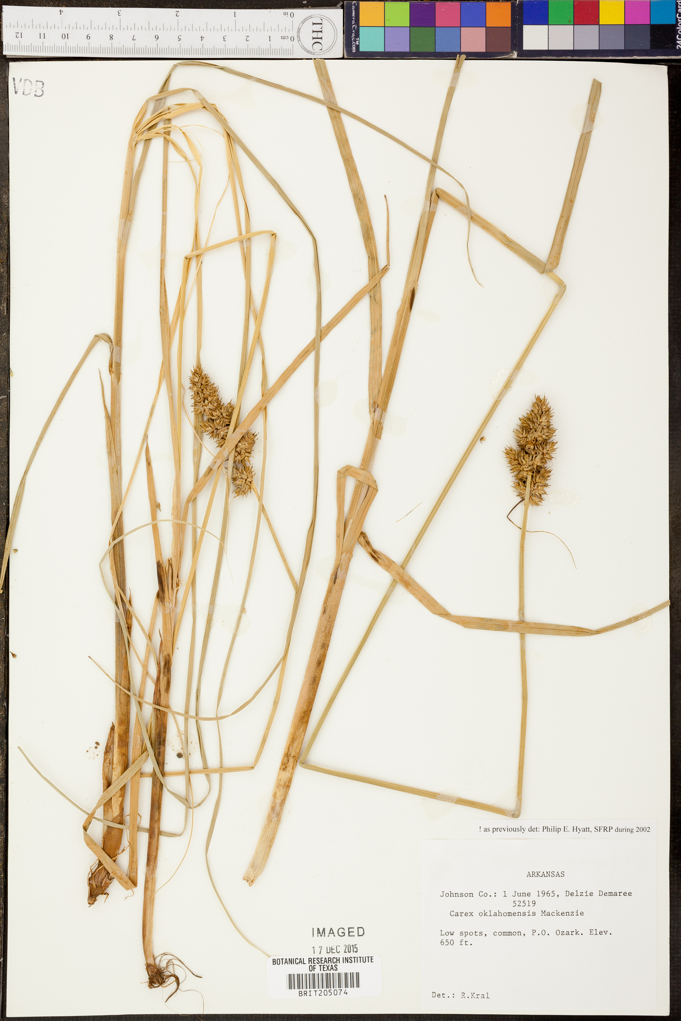 Carex oklahomensis image