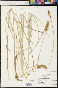 Carex oklahomensis image