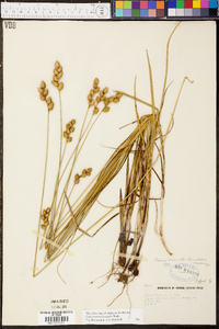 Carex merritt-fernaldii image