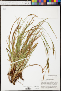 Carex mendocinensis image