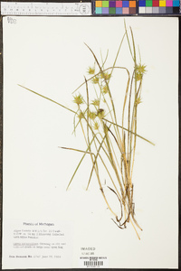 Carex michauxiana image