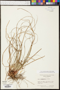Carex nigromarginata image