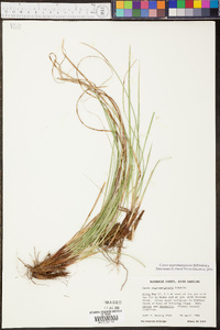 Carex nigromarginata image